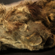 Well-preserved remains of 28,000-year-old cave lion cub, found two years ago in Siberia.